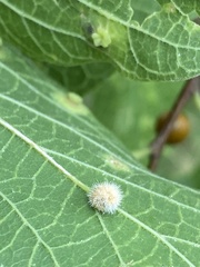 Celticecis pubescens