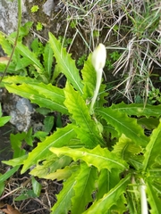 Hippobroma longiflora