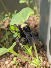 Bombus vosnesenskii