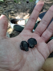 Daldinia childiae