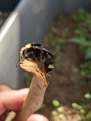 Bombus vosnesenskii