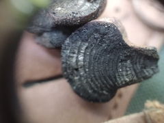 Daldinia childiae