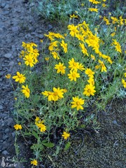 Eriophyllum lanatum