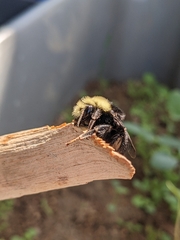 Bombus vosnesenskii