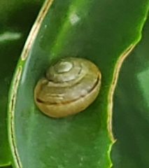 Cepaea