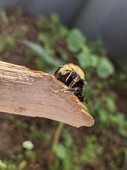 Bombus vosnesenskii
