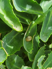 Cepaea