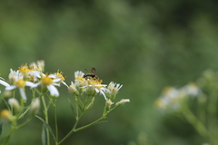 Doellingeria umbellata