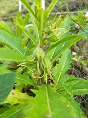 Hippobroma longiflora