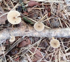 Lentinus