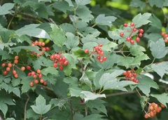 Viburnum opulus
