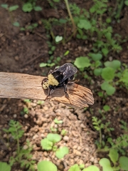 Bombus vosnesenskii