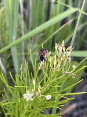 Lygaeus kalmii