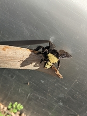 Bombus vosnesenskii
