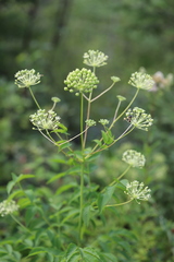 Aralia hispida