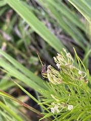 Lygaeus kalmii