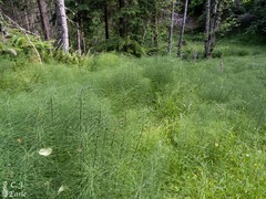 Equisetum