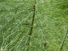Equisetum