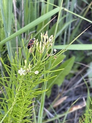 Lygaeus kalmii