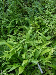 Struthiopteris spicant