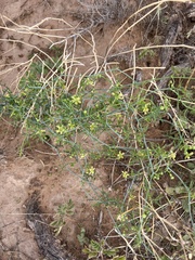 Ibervillea tenuisecta