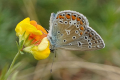 Polyommatus