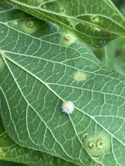 Celticecis pubescens