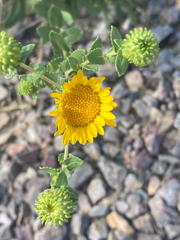 Grindelia squarrosa