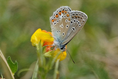 Polyommatus