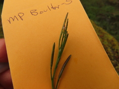 Cardamine hirsuta