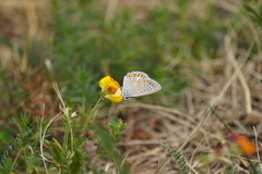 Polyommatus