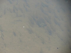 Catostomus commersonii