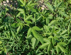 Passiflora incarnata