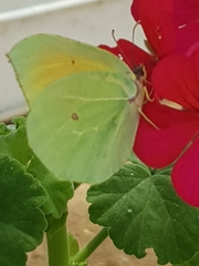 Gonepteryx cleopatra