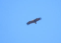 Aegypius monachus