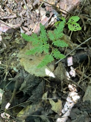 Sceptridium dissectum