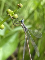 Lestes