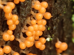 Hemitrichia decipiens