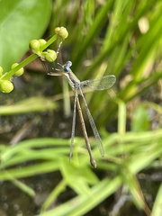 Lestes