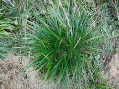 Carex arctata