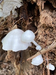 Tetrapyrgos nigripes