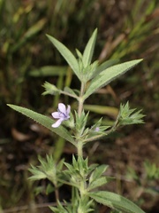 Trichostema brachiatum