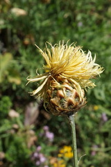 Centaurea orientalis