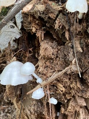 Tetrapyrgos nigripes