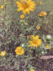 Grindelia arizonica