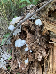 Tetrapyrgos nigripes