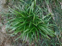 Poa annua