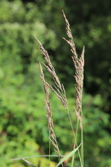 Calamagrostis