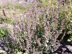 Dracocephalum nutans