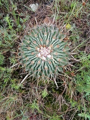 Echinofossulocactus